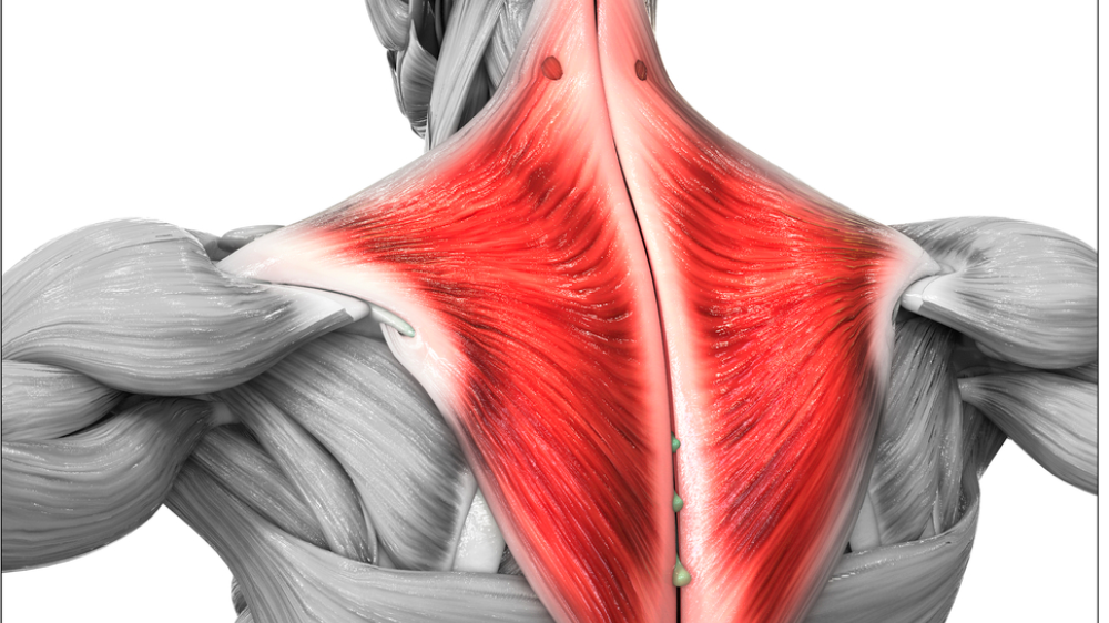 male trapezius