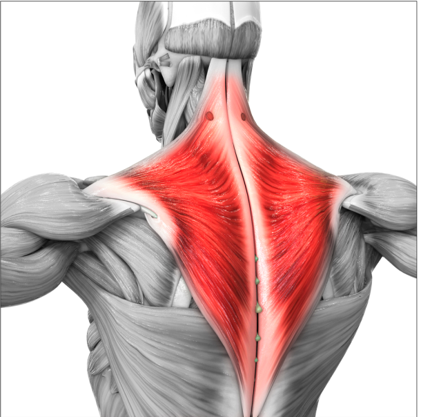 trapezius muscle